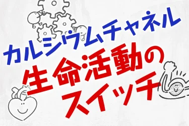 生命活動の司令塔「カルシウムチャネル」とは?